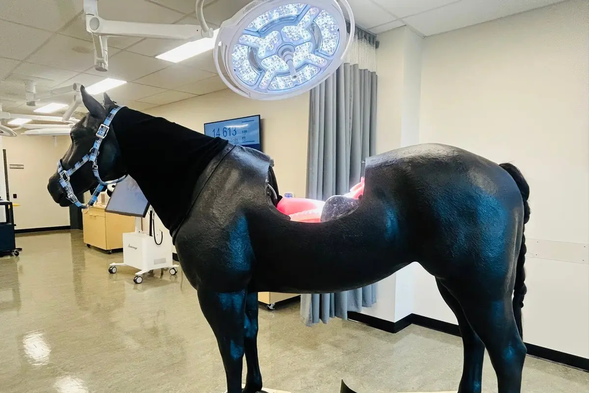 UQAR MÉDECINE VÉTÉRINAIRE